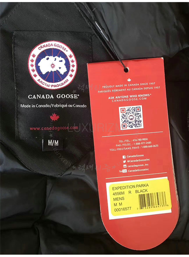 canada goose8-1103-13.jpg